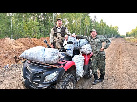 Видео: СИБИРСКАЯ ТАЙГА. СБОР КЕДРОВОГО ОРЕХА 2022. ШИШКА ИДЁТ ВАЛОМ.ПЕРЕРАБОТКА ОРЕХА В ДОМАШНИХ УСЛОВИЯХ.