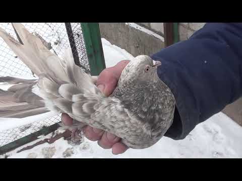 Видео: ОГРОМНЫЙ ПИТОМНИК У ПАРФЕНА! ЕНАКИЕВО 2021г.!