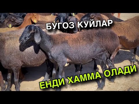 Видео: Якинда тугади! НАРХЛАР УЗГАРДИ! БУГОЗ КУЙ НАРХЛАРИ 2025.