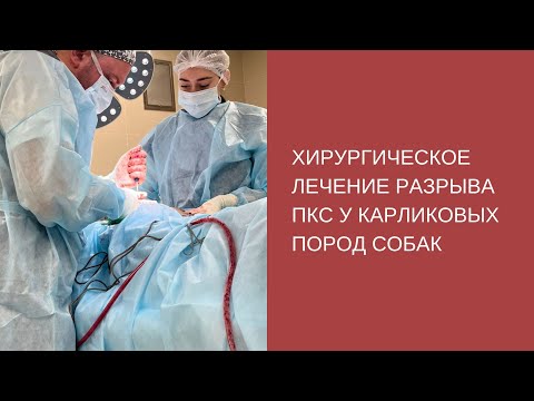 Видео: Хирургическое лечение разрыва ПКС у карликовых пород собак