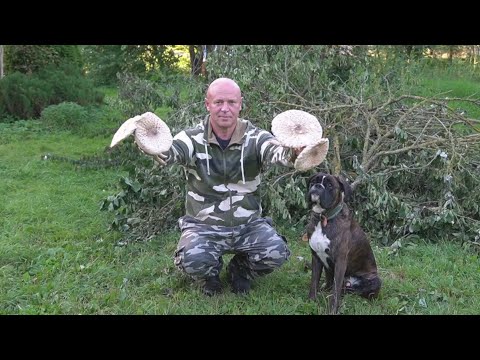 Видео: Живу как Отшельник в Деревне! Рыбалка да Грибы  Дар Божий!