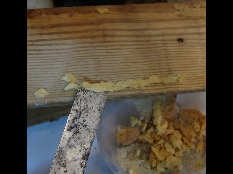 Видео: Ищу варианты отправок яиц Черной львинки.