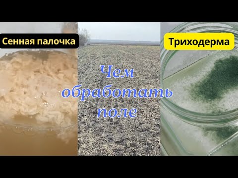 Видео: Триходерма или Сенная палочка.  Чем обработать поле.