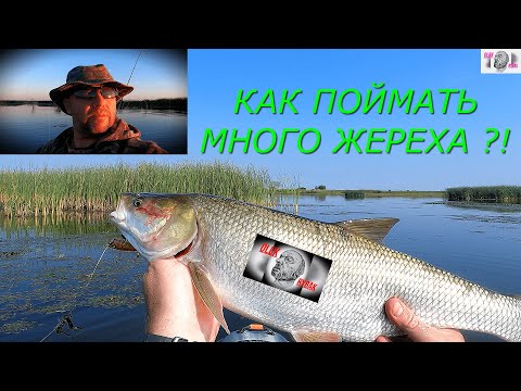 Видео: Как поймать много ЖЕРЕХА ?! #рыбалка #wedkowanie #spinning