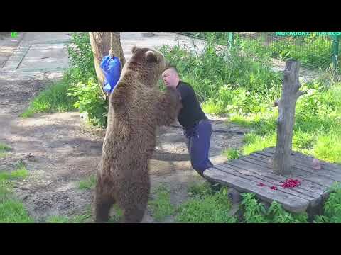 Видео: Ох, и Мачо этот Мася: нужно папу укусить и побороть🐻😍 Медведь Мансур