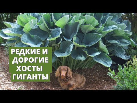 Видео: Редкие гигантские хосты