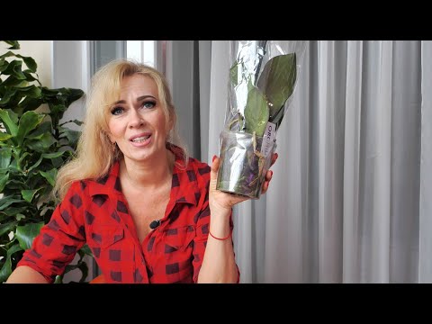 Видео: НОВАЯ орхидея ПЛЕНИЛА меня! / НИКОГДА НЕ БУДУ САЖАТЬ орхидеи ТОЛЬКО в КЕРАМЗИТ и ПЕНОСТЕКЛО.