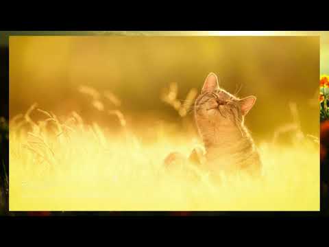 Видео: Цуда   раніца