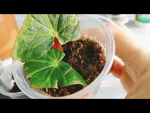 Видео: Бегония Элатиор🌿 результат укоренения.