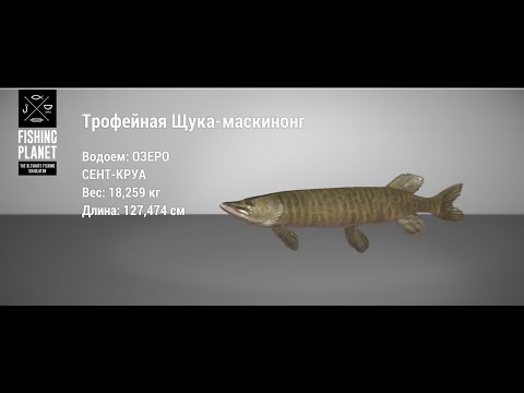 Видео: FISHING PLANET    ЩУКА-МАСКИНОНГ 10+/15+