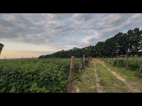 Видео: Мульчування малини✅ Чим саме мульчуємо, чому і як саме !!!