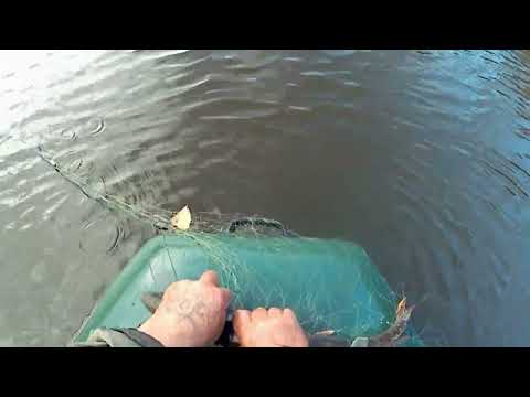 Видео: Проверяем   сеть  и   улов  на  кукан..