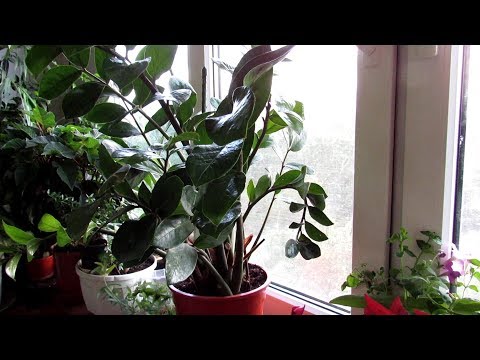 Видео: Почему НЕ РАСТЁТ ЗАМИОКУЛЬКАС. Основные причины.