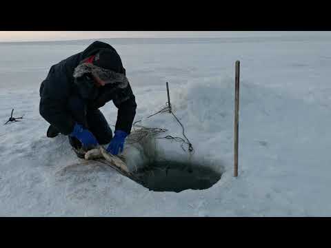 Видео: Такой селедки вы еще не видели!!!!!