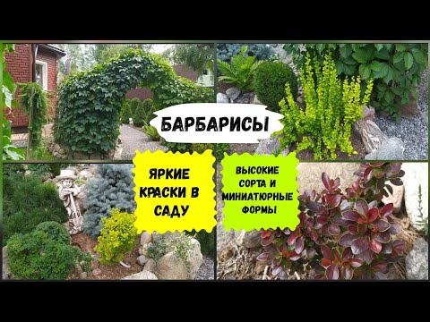 Видео: Барбарисы.Высокие сорта и миниатюрные формы.