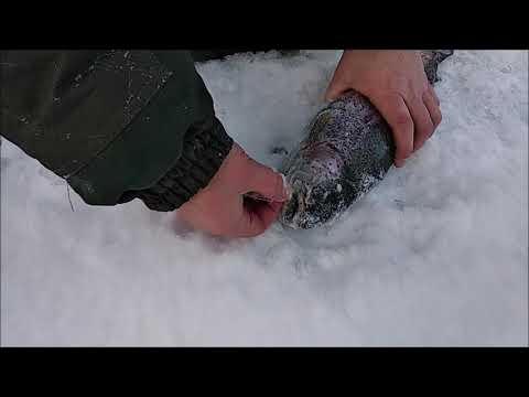 Видео: Поимки форели в морозное утро, обзор с верхнего пруда. Клёвое место Лосиный остров.