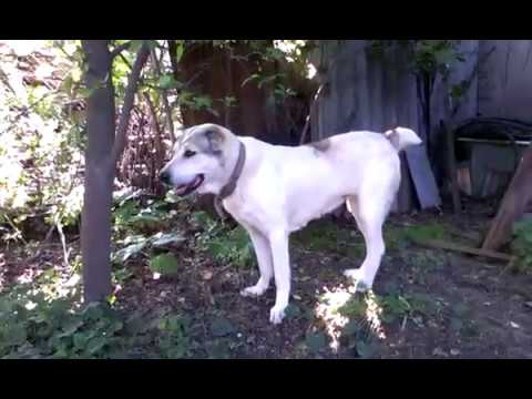 Видео: Новый проект