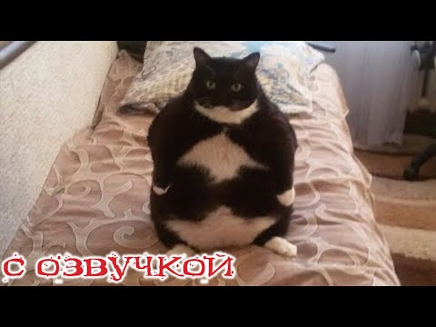 Видео: ПРИКОЛЫ С КОТАМИ! С ОЗВУЧКОЙ! САМЫЕ Смешные животные! - Смешные коты и собаки!