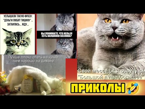 Видео: ждать лучше всего на кухне смотри смешные картинки мемы котики приколы  🤣