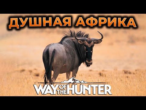 Видео: WAY OF THE HUNTER ПРОХОЖДЕНИЕ ► НОВАЯ КАРТА TIKAMOON PLAINS - АФРИКА ► СИМУЛЯТОР ОХОТЫ ► RTX 4090 #2