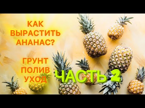 Видео: Как вырастить ананас в домашних условиях. Грунт для ананаса