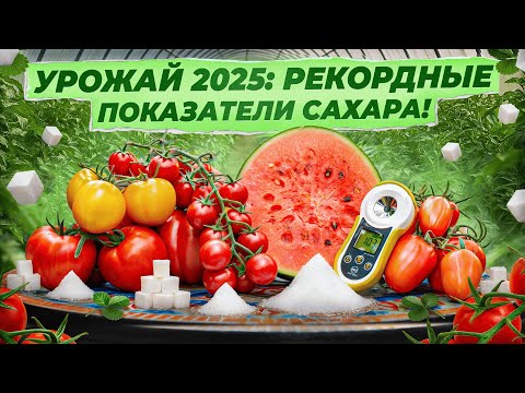 Видео: ПРОВЕРКА ТОМАТОВ НА САХАР! 🍅 Какой самый сладкий? + АРБУЗ 12.8% в Подмосковье!