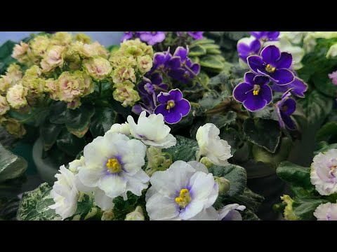 Видео: Фиалки ,обзор и болталка о детках🥰🌺