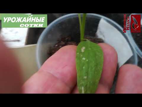 Видео: Главная беда рассады и 3 простых решения. Пятна, скручивания и подсыхание листьев - это все ОН!