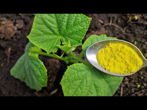 Видео: Даже чахлые ОГУРЦЫ вмиг пойдут в рост и не будут болеть, дадут большой урожай, полейте этим, натур