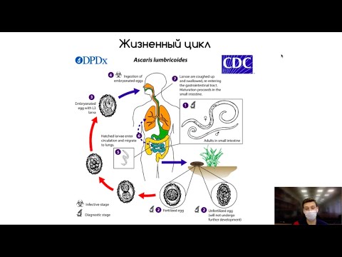 Видео: Гельминтология: плоские черви, круглые черви (краткий обзор)
