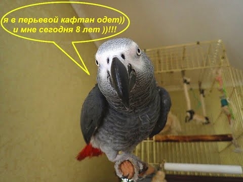 Видео: я в перьевой кафтан одет))! и мне сегодня 8 лет!!!