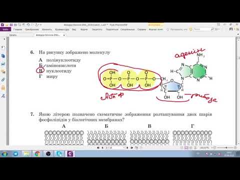 Видео: Решение тестов ЗНО-2018 биология (разборы, ответы)