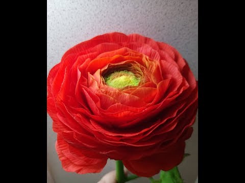 Видео: М.К. Ранункулюс из холодного фарфора. Автор МК  Татьяна Несина