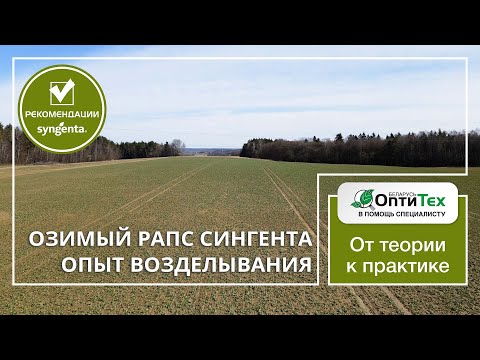 Видео: Гибриды озимого рапса Сингента. Опыт возделывания в Гродненской области.