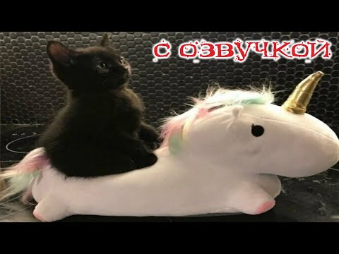 Видео: - МЧИ МЕНЯ, ЕДИНОРОГ! Приколы с котами! С ОЗВУЧКОЙ! Смешные коты! Самые смешные животные!