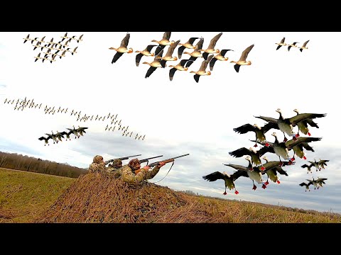 Видео: ЛУЧШАЯ ОХОТА  НА ГУСЯ  ВЕСНА!!! ГУСЬ ТЫСЯЧАМИ  ПАДАЕТ  В ПРОФЕЛЯ! МАСКИРОВКА НА УРОВНЕ!!!