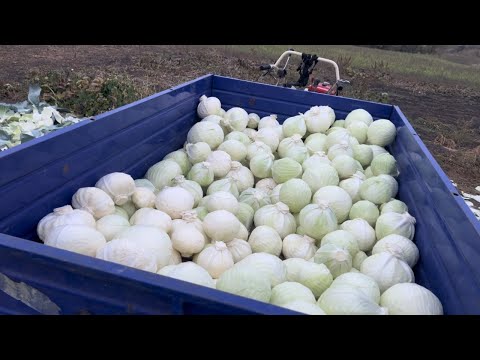 Видео: Збирання капусти! harvesting cabbage