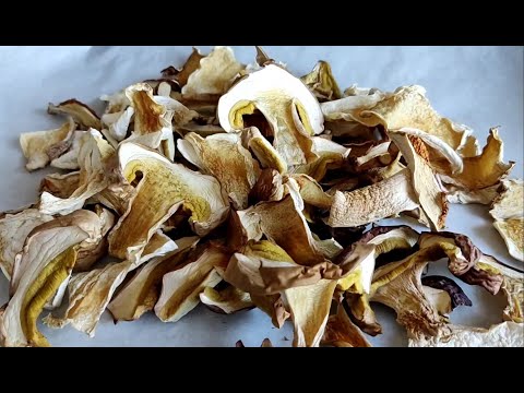 Видео: СУШЕНІ БІЛІ ГРИБИ В ДУХОВЦІ за декілька годин! 
