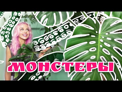 Видео: Монстеры - монстры из домашних горшков. Моя коллекция комнатных растений а именно растение монстера