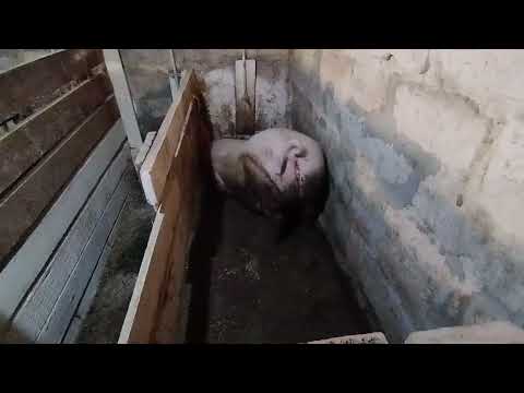 Видео: Купил зерно для свиней, цена качество