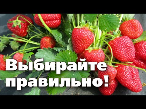 Видео: КАК ВЫБРАТЬ СОРТ КЛУБНИКИ ДЛЯ ОГРОМНЫХ УРОЖАЕВ
