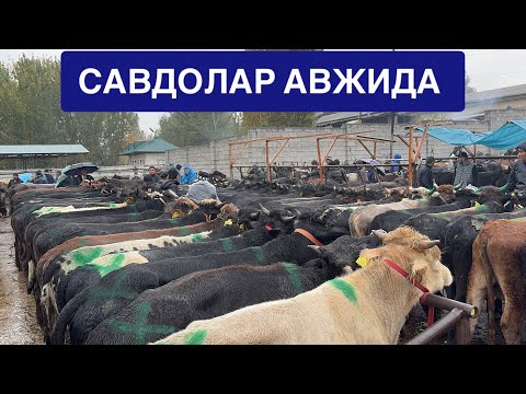 Видео: Ёрқўрғон оптом чорва бозори боқма буқалар нархлари билан танишинг. 29 10 2025. 