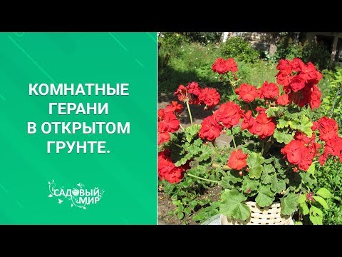 Видео: Комнатные герани в открытом грунте