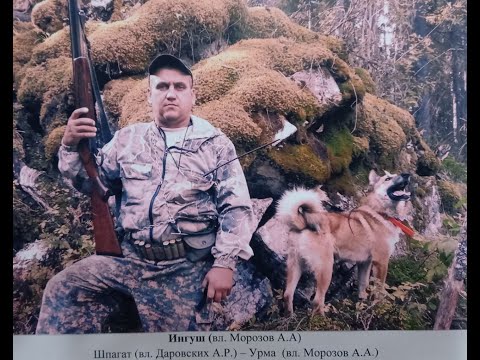 Видео: Александр Морозов о щенках удмуртского питомника ЗСЛ: вязки, состязания, охота