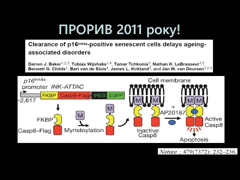 Видео: Молекулярні механізми старіння: зістарені клітини (senescent cell) та сенолітична терапія. 2 частина