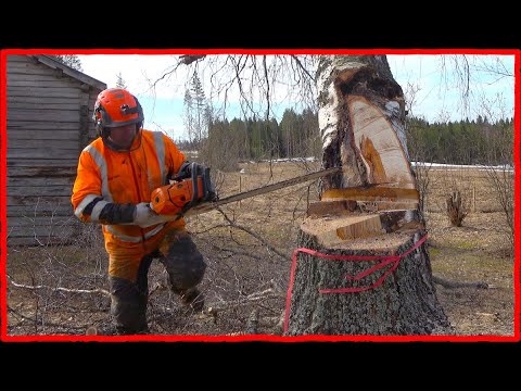 Видео: Казалось, это обычная работа по дереву… пока пила не ударила по дереву