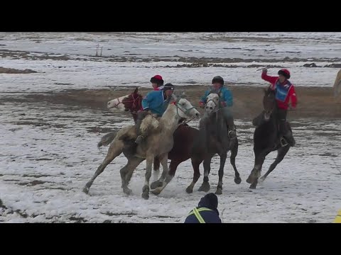 Видео: Жети-Өгүздө көкбөрү. Жарым финал. "Тилекмат аке" жана "Саруу"