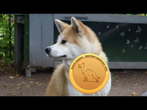 Видео: Догтренинг 672. Поразительная акита-ину Руна