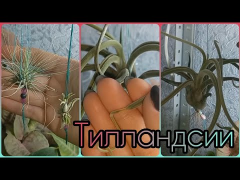 Видео: Группа ВК👇Растения БЕЗ КОРНЕЙ🌱Атмосферные ТИЛЛАНДСИИ🌺Подружились мы с ними!😀Уход🌱Полив🌺Содержание