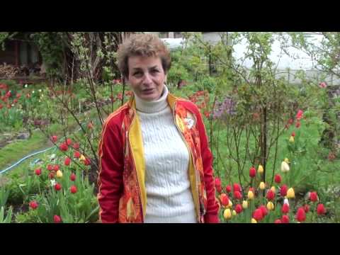 Видео: Тюльпаны  Групповая посадка  Что посадить после тюльпанов